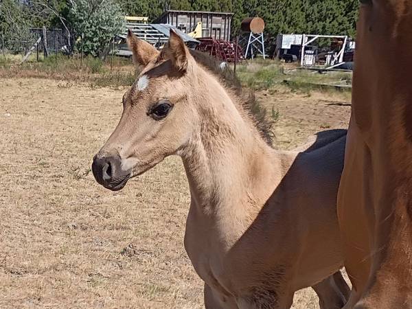 Homozygous Dun AQHA Grulla Colt 1