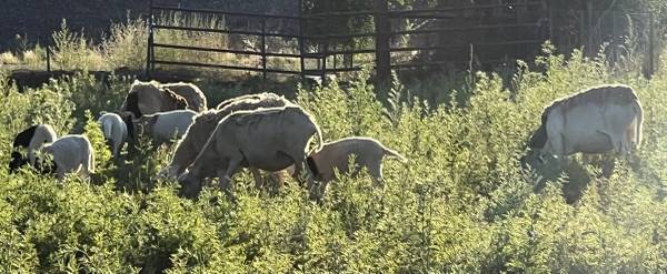 Sheep 1