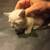 Siamese kitten 3 thumbnail