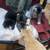 kittens 1 thumbnail