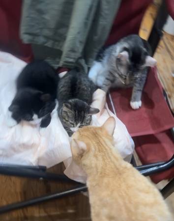 kittens 1