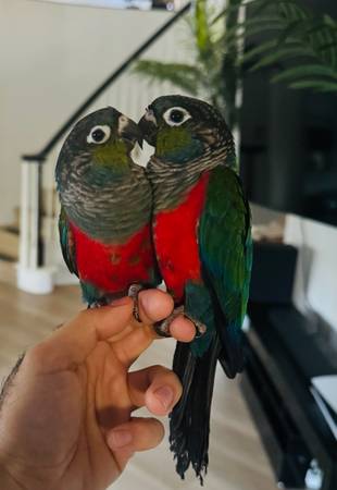 Una joven pareja de conuros de vientre carmesí (West Hills)