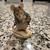 Beatrix Potter - Peter Rabbit Figurines (6) 2 thumbnail