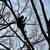 K2 Tree service/ Logging 15 thumbnail