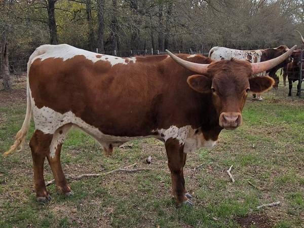 Longhorn steer 1