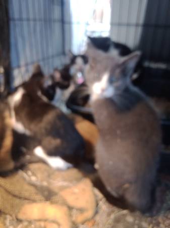 I have kittens needing homes 1