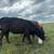 Simmental heifer 3 thumbnail
