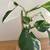 Philodendron White Wizard 6 thumbnail