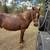 Beginner friendly barrel horse 5 thumbnail