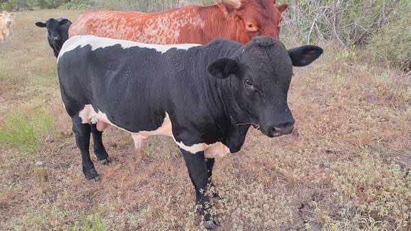Angus 1