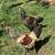 Easter eggers 1 thumbnail