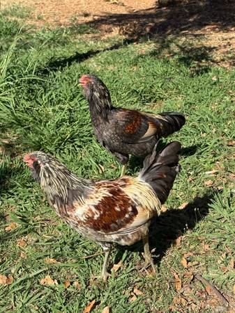 Easter eggers 1