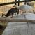 Peafowl chicks 7 thumbnail