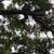 🌳 MD Tree Service – Caring for your property with quality and safety! 🌳 12 thumbnail