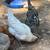 chickens 2 thumbnail