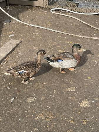 Runner ducks and Mallards 1