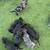 Dachshunds 4 thumbnail