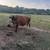 Cows for sale 2 thumbnail