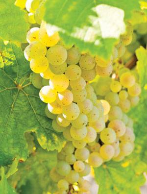 50-70 clusters organic Riesling grapes upick 30.00 for whole lot 1