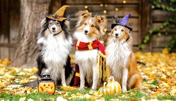 SUPER ⭐️ DOG BOARDING SERVING  NJ PA & NYC BOOK FOR FALL /WINTER!🐶🍁 1