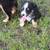 Mini Aussie Pup 1 thumbnail