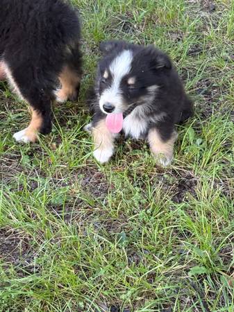 Mini Aussie Pup 1