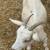 Goats 1 thumbnail