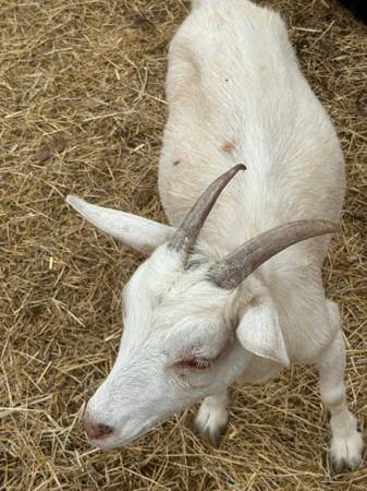Goats 1