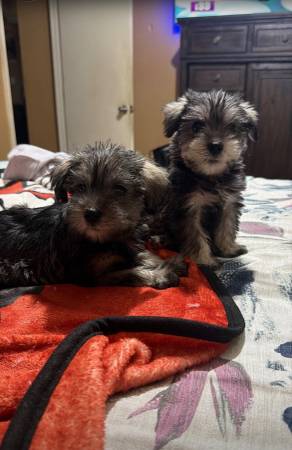 Mini Schnauzer 1