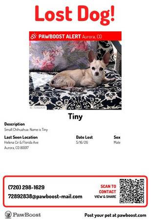 🚨 LOST TINY CHIHUAHUA — AURORA, CO 🚨 1