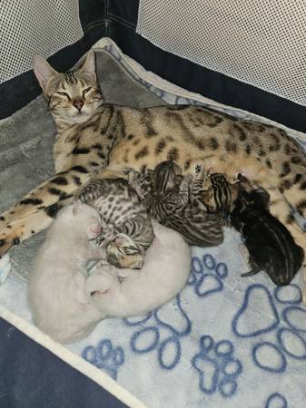 Snow Bengal Kittens (Austin/Lakeway)64024397143426121