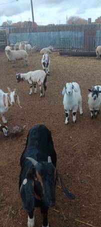 Goats 1