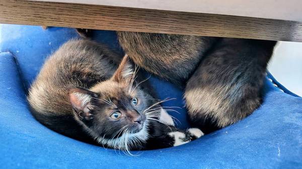 Kittens need a home570768162240614405