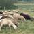 79 lambs 8 thumbnail