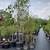 Trees: Smokebush, Bald Cypress, Maples, Magnolia, Dogwood, & more. 8 thumbnail