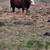 2017 Hereford Bull 2 thumbnail