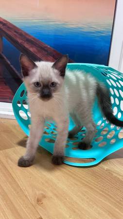 Male kitten