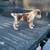 LGD Working Cattle Dogs 22 thumbnail