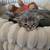 Kittens 2 thumbnail