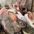 Mixed Rabbits 1 thumbnail