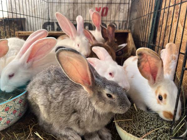 Mixed Rabbits 1