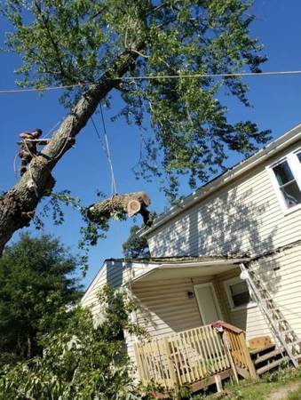 Tree Services 1