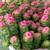 Looking for unique houseplants 3 thumbnail