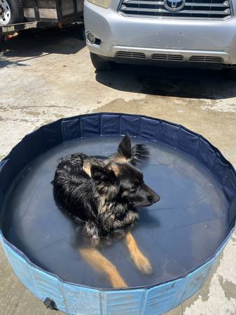 Long haired german shepherd (Paramount)531156250668584962