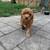 2 Mini Goldendoodle/Mini Berenedoodle puppies 3 thumbnail