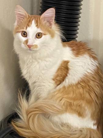 Cat / Kitten Adoption Fair in San Mateo on Feb. 8, 2026 from 12 to 3 1