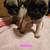 Pugs 4 thumbnail