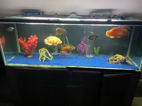 Fish tank - $200 (San Jacinto)63471082268547120