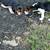 Beagle pups 2 thumbnail
