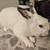 Rabbits 1 thumbnail